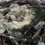 La ricostruzione del nido con le uova create dai bambini della Scuola Primaria di Bormio