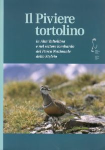 Pubb_Il Piviere tortolino