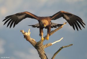 L'aquila reale, simbolo del Parco nazionale, è relativamente comune nell'area protetta