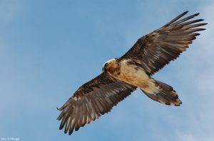 Dopo l'estinzione sulle Alpi all'inizio del XX secolo, il gipeto è stato reintrodotto con successo.