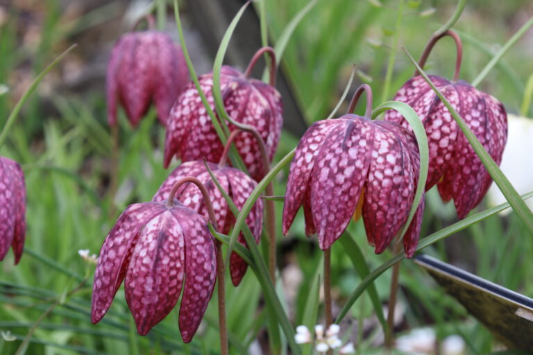 Flora del Parco