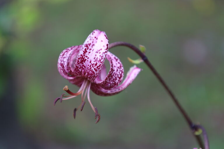 Flora del Parco
