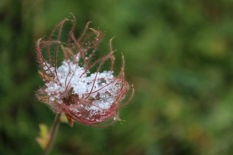 Flora del Parco