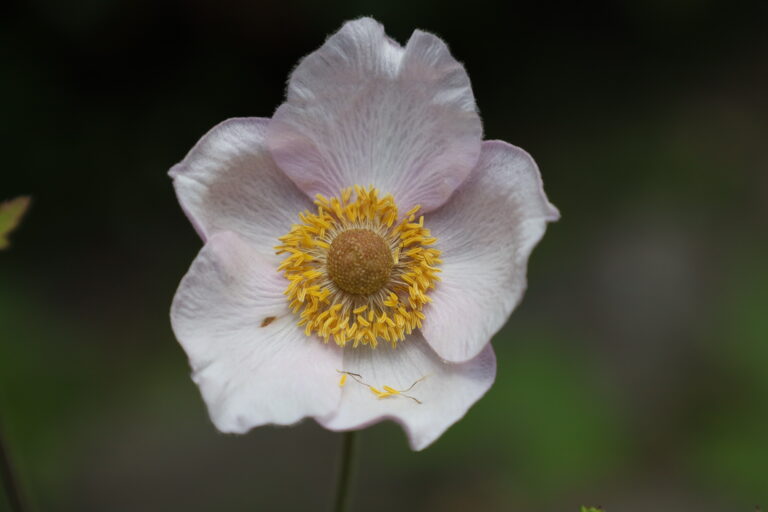 Flora del Parco