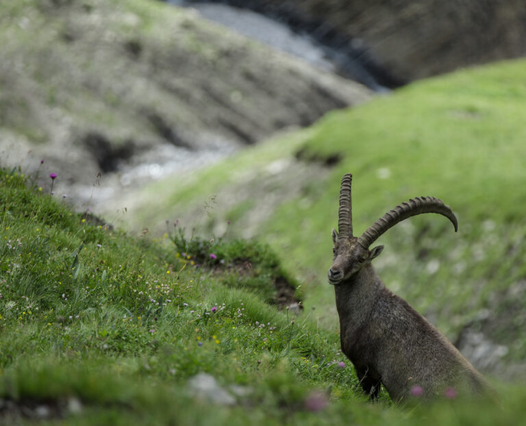 Fauna del Parco