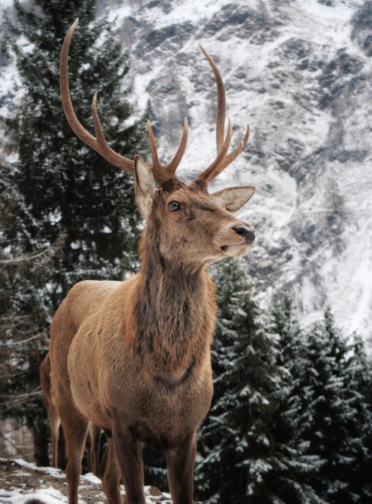 Fauna del Parco