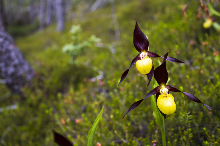 Flora del Parco