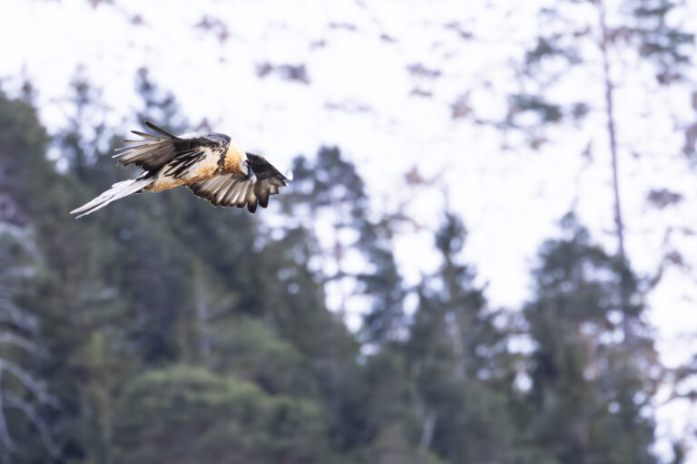 Fauna del Parco