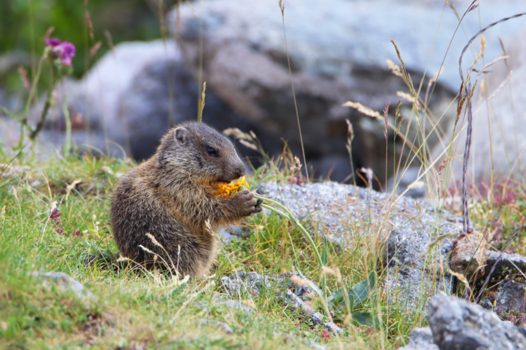 Fauna del Parco